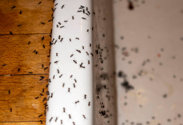 Best Best Pest Control Companies  in Aetna Estates, CO